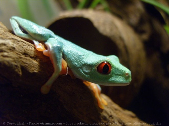 Photo de Grenouille - rainette aux yeux rouges