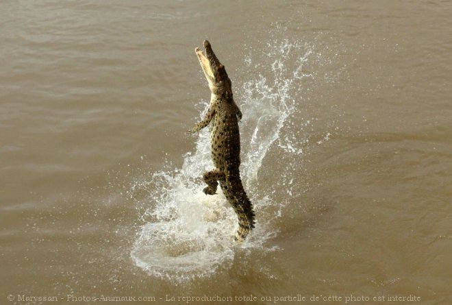 Photo de Crocodile