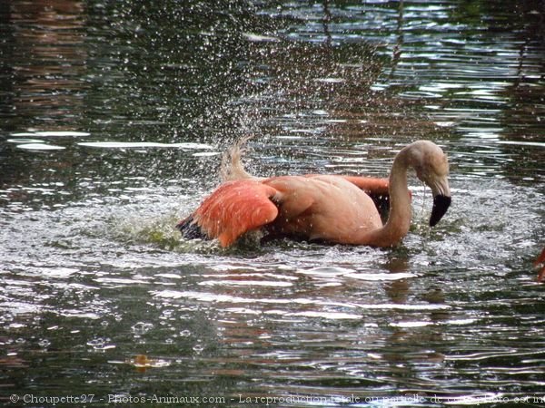 Photo de Flamand rose