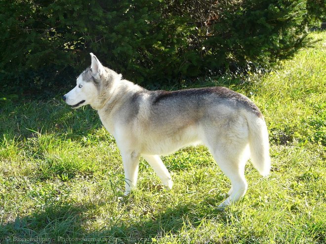 Photo de Husky siberien