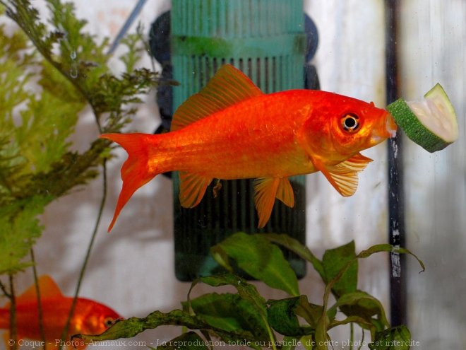 Photo de Poissons rouges