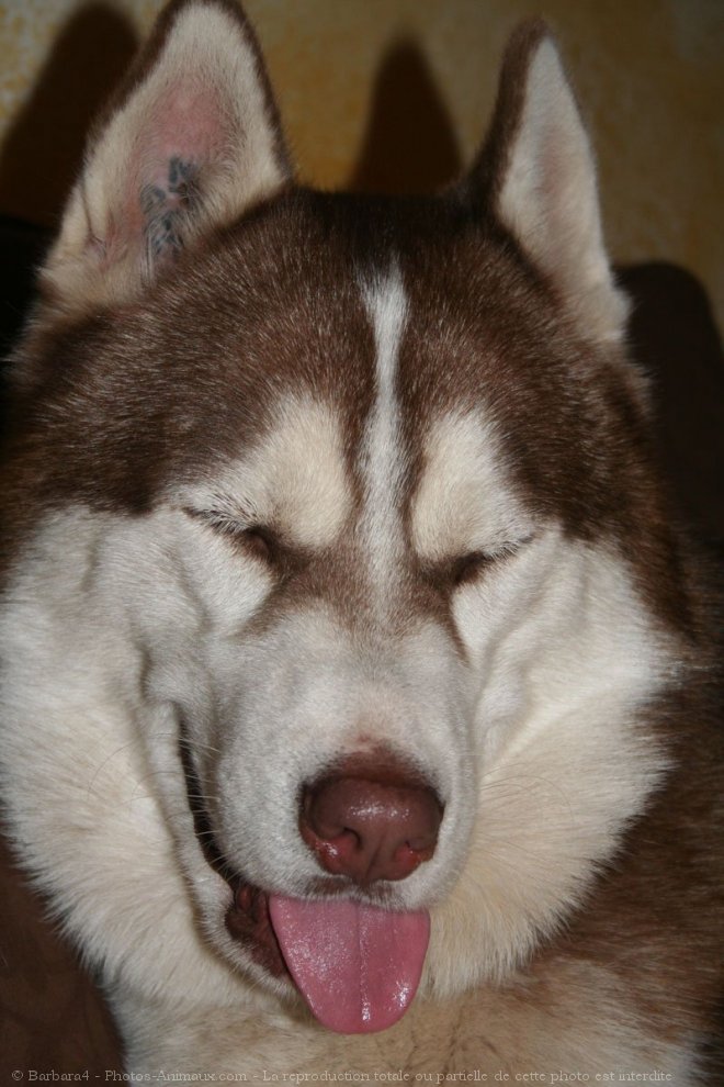 Photo de Husky siberien