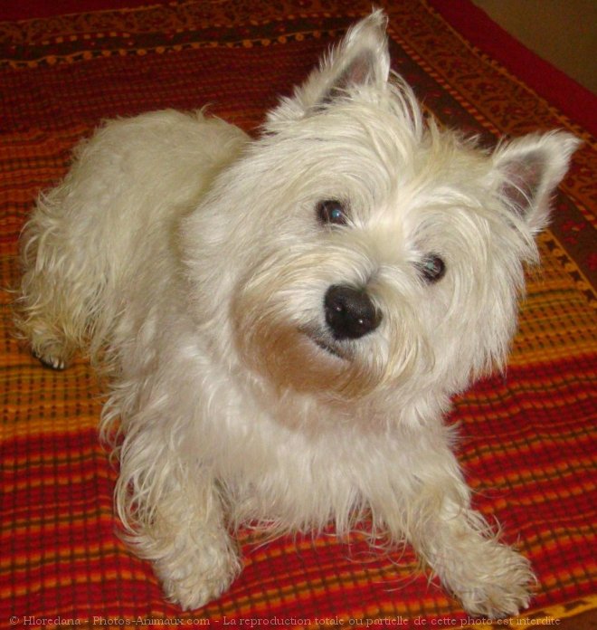 Photo de West highland white terrier