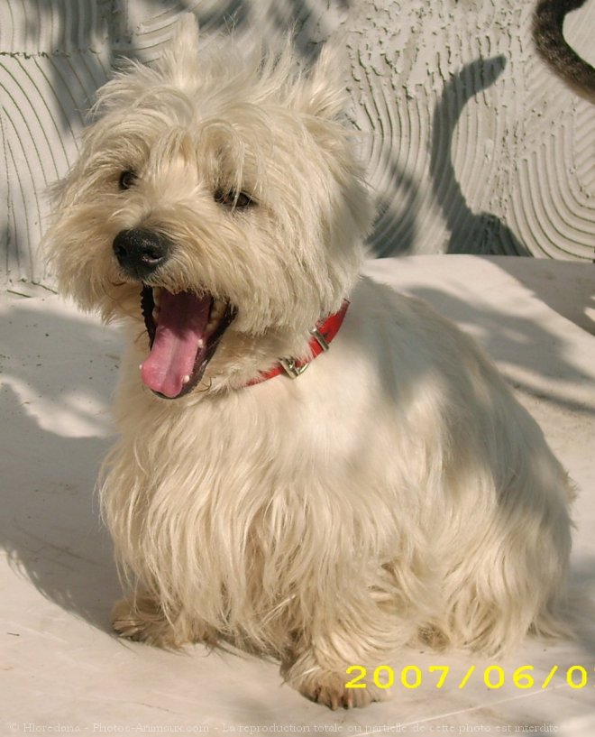 Photo de West highland white terrier