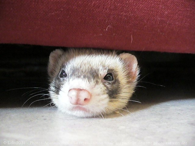 Photo de Furet