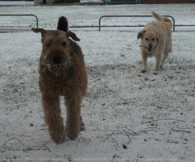 Photo d'Airedale terrier