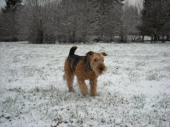 Photo d'Airedale terrier