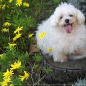 Photo de Bichon maltais