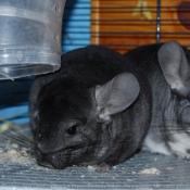 Photo de Chinchilla