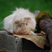 Photo de Cochon d'inde - abyssin / rosette