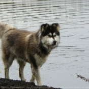 Photo de Malamute de l'alaska