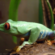 Photo de Grenouille - rainette aux yeux rouges