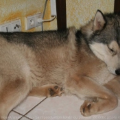 Photo de Husky siberien