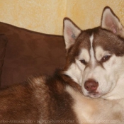 Photo de Husky siberien