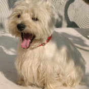 Photo de West highland white terrier