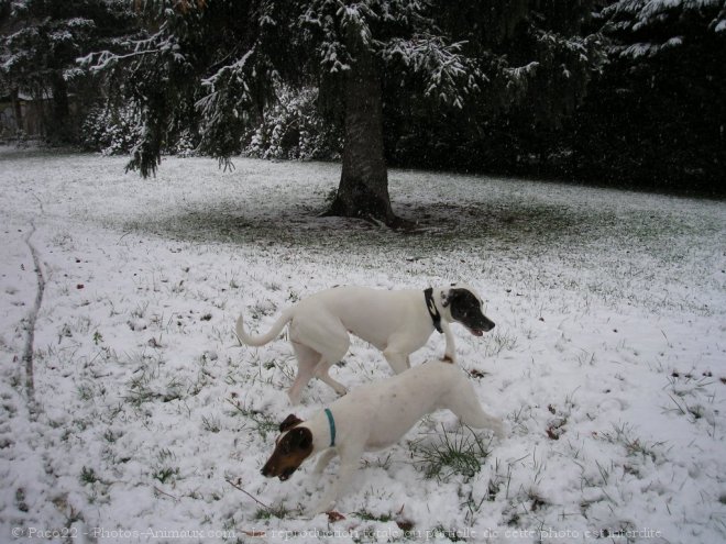 Photo de Fox terrier  poil lisse