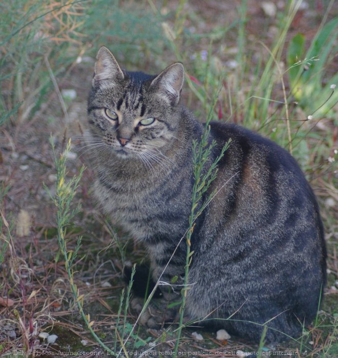 Photo de Chat domestique