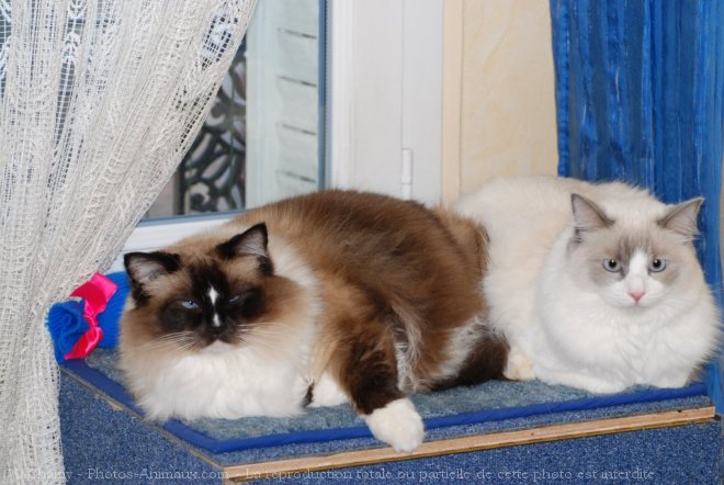 Photo de Ragdoll