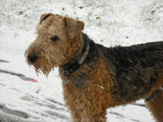 Photo d'Airedale terrier