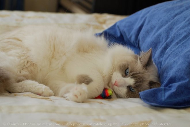 Photo de Ragdoll