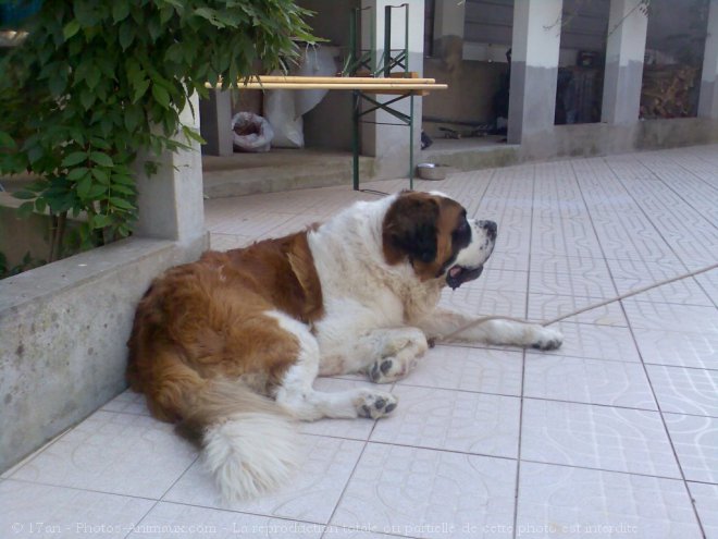 Photo de Saint-bernard poil long