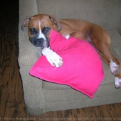 Photo de Boxer