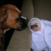 Photo de Boxer