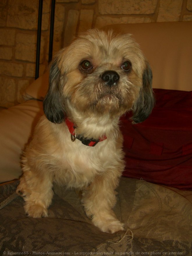 Photo de Lhassa apso