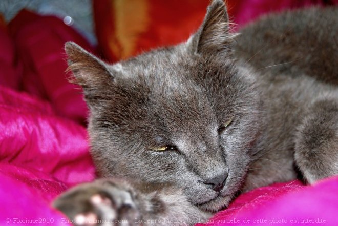 Photo de Chartreux