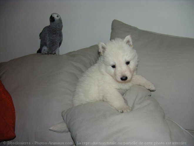 Photo de Berger blanc suisse