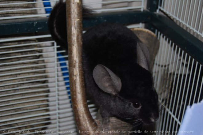 Photo de Chinchilla