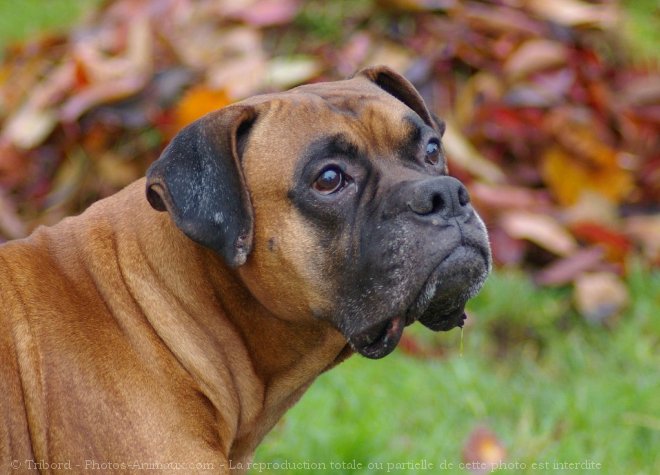 Photo de Boxer