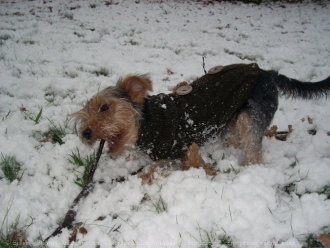 Photo de Yorkshire terrier