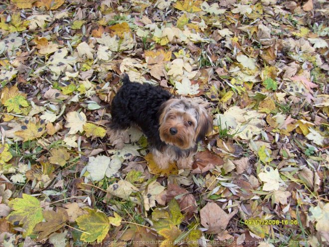 Photo de Yorkshire terrier