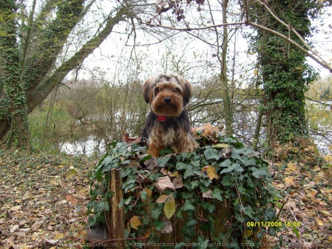 Photo de Yorkshire terrier