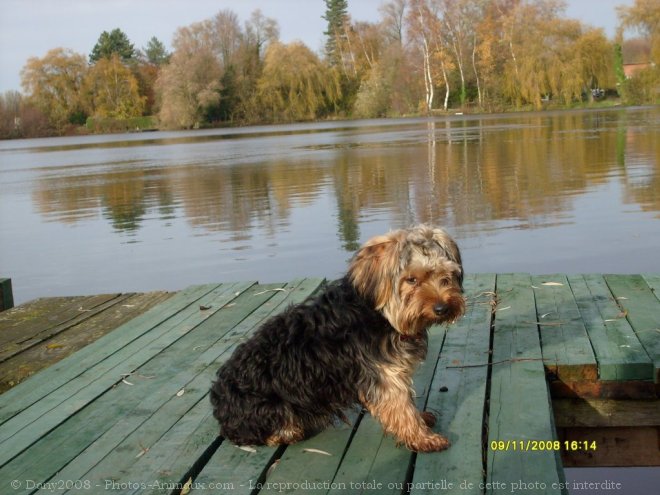 Photo de Yorkshire terrier