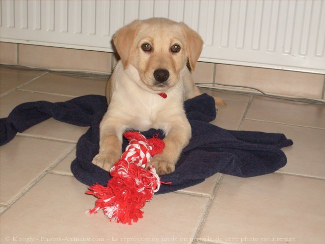 Photo de Labrador retriever