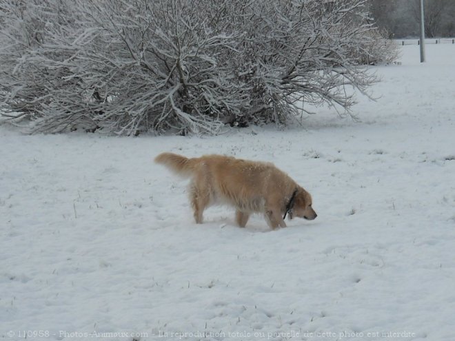 Photo de Golden retriever