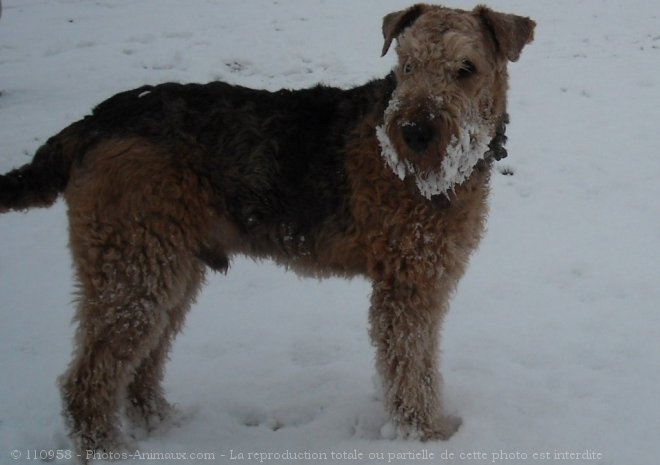 Photo d'Airedale terrier