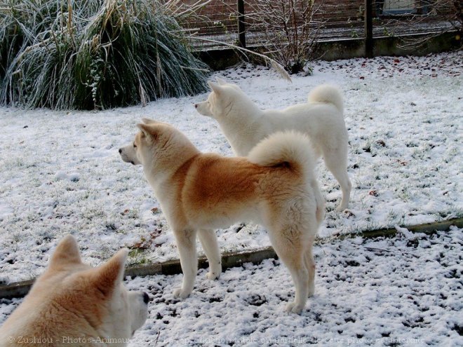 Photo d'Akita inu