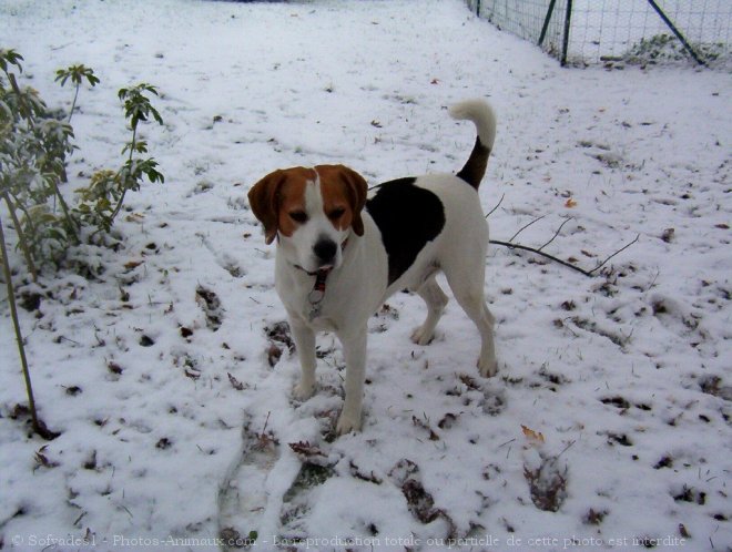 Photo de Beagle