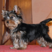 Photo de Yorkshire terrier