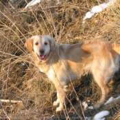 Photo de Golden retriever