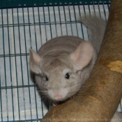 Photo de Chinchilla