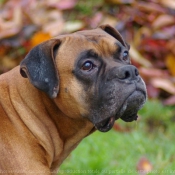 Photo de Boxer