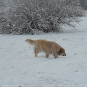 Photo de Golden retriever