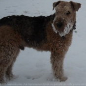 Photo d'Airedale terrier