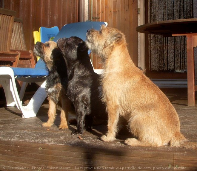 Photo de Races diffrentes