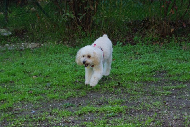 Photo de Caniche moyen