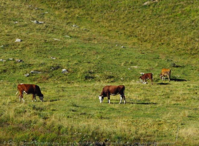 Photo de Vache